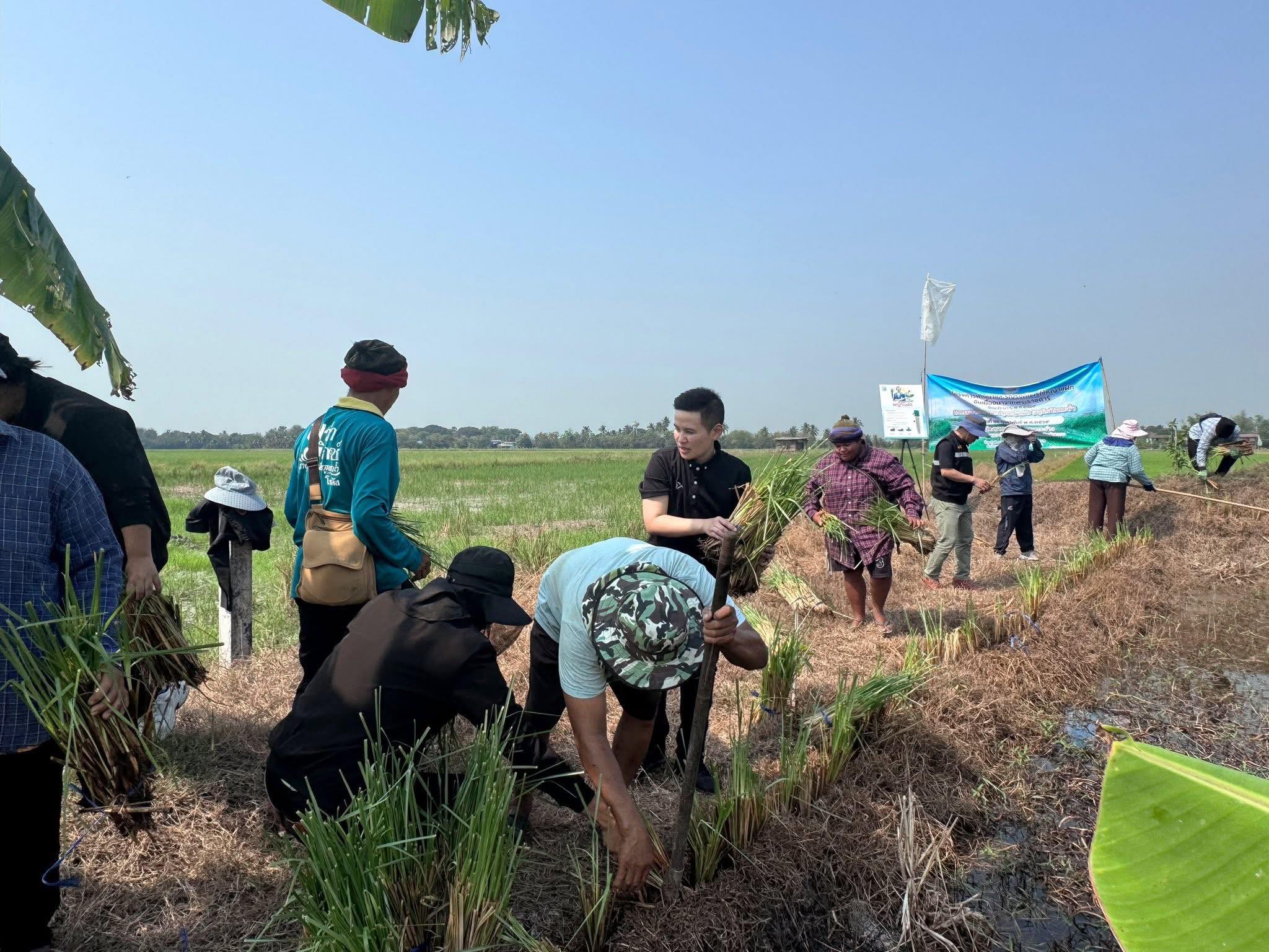 title - ส.ป.ก.อ่างทอง จัดกิจกรรมโครงการพัฒนาและรณรงค์การใช้หญ้าแฝกอันเนื่องมาจากพระราชดำริ ปีงบประมาณ 2569  